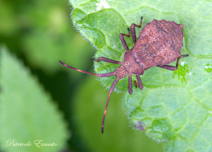 Coreidae: Coreus marginatus (ninfa) del Trentino